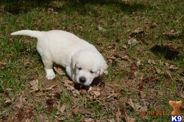 Puppies in MN